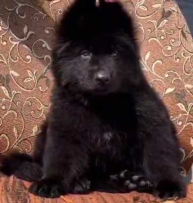 German Shepherd For Sale In Meerut