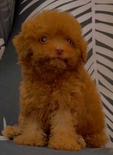 Poodle For Sale In Hyderabad