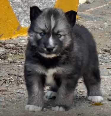 Siberian Husky For Sale In Mansa PB