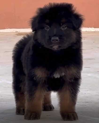 German Shepherd For Sale In Jaipur