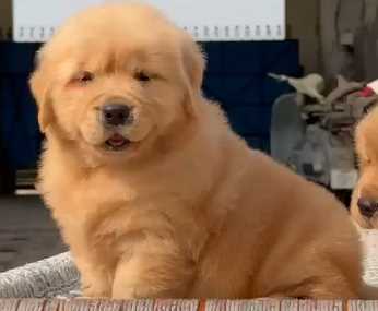 Golden Retriever For Sale In Nawanshahr