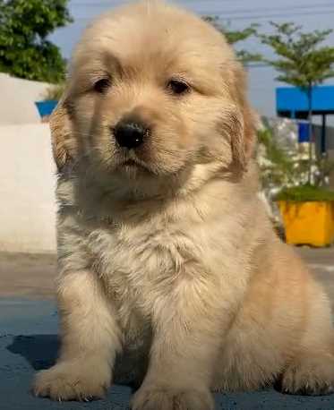 Golden Retriever For Sale In Muktsar