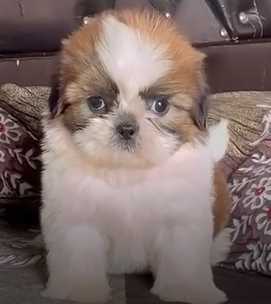 Shih Tzu For Sale In Jalandhar