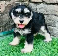 Schnauzer For Sale In Delhi