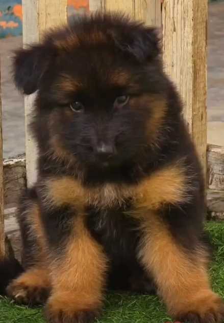 German Shepherd For Sale In Jaipur