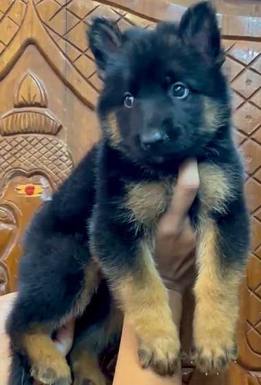 Golden Shepherd For Sale In Hyderabad