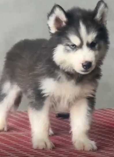 Siberian Husky For Sale In Mohali