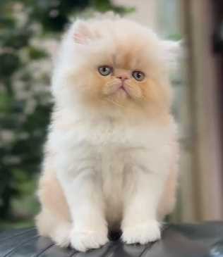 Exotic Shorthair For Sale In Pune