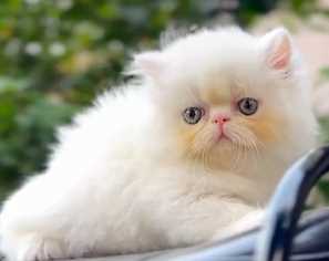 Exotic Shorthair For Sale In Pune