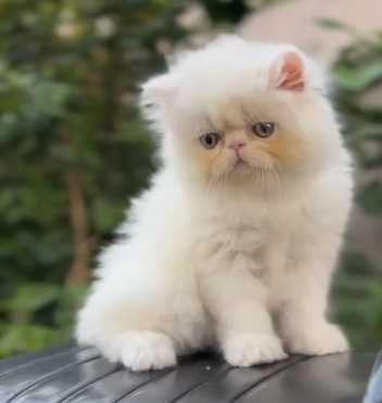 Exotic Shorthair For Sale In Pune