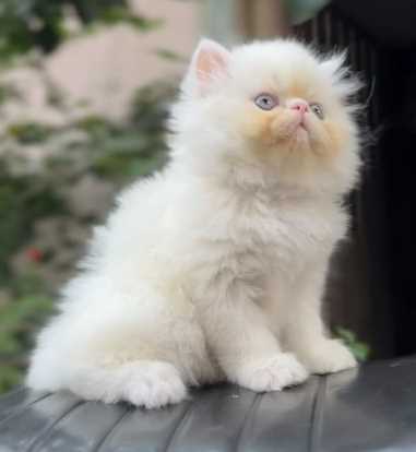 Exotic Shorthair For Sale In Pune