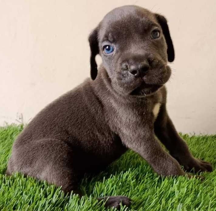 Cane Corso For Sale In Pune