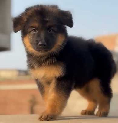 German Shepherd For Sale In Jaipur