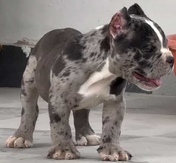American Bully For Sale In Mohali