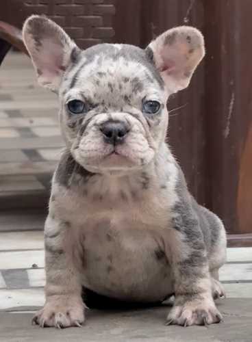 French Bulldog For Sale In Nawanshahr