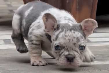 French Bulldog For Sale In Nawanshahr