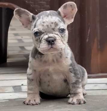 French Bulldog For Sale In Nawanshahr