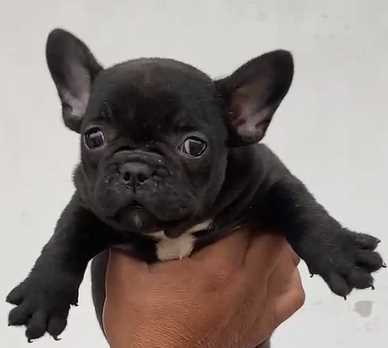 French Bulldog For Sale In Mansa PB