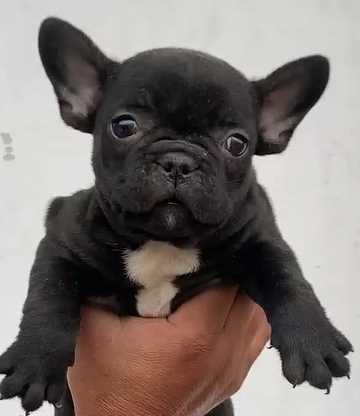 French Bulldog For Sale In Mansa PB