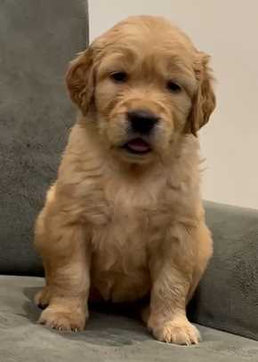 Golden Retriever For Sale In Indore