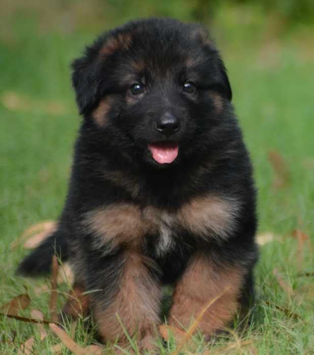 German Shepherd For Sale In Delhi