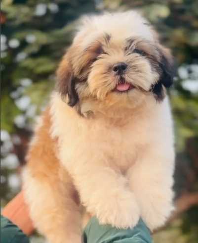 Shih Tzu For Sale In Mohali