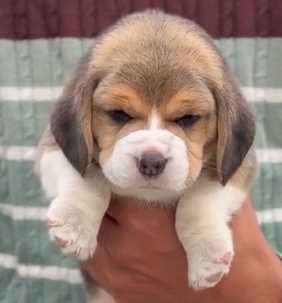Beagle For Sale In Jaipur