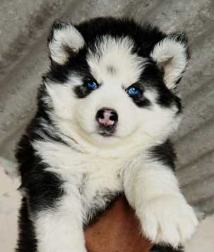 Siberian Husky For Sale In Jaipur