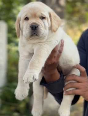 Labrador Retriever For Sale In Indore