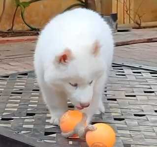Siberian Husky For Sale In Jaipur