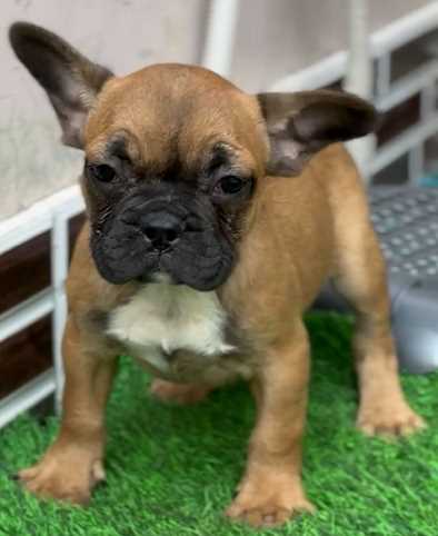 French Bulldog For Sale In Mohali