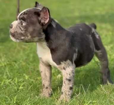 American Bully For Sale In Mohali
