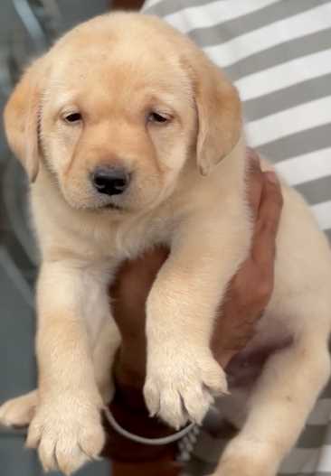 Labrador Retriever For Sale In Moga