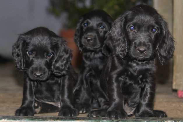 Cocker Spaniel For Sale In Pune