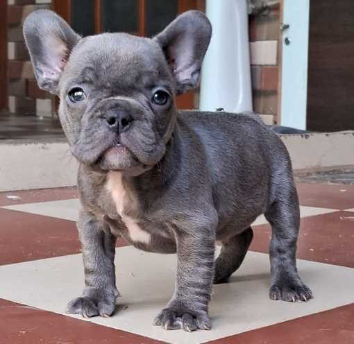 French Bulldog For Sale In Moga