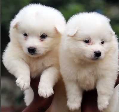 Pomeranian For Sale In Chennai