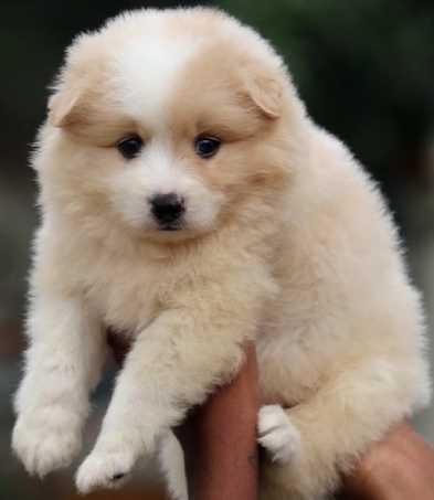 Toy Pom For Sale In Chennai