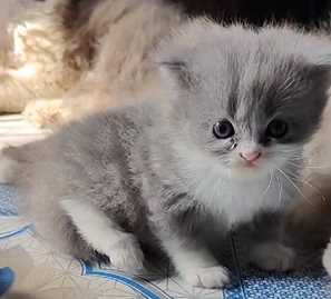 Persian For Sale In Lucknow