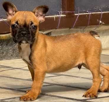 French Bulldog For Sale In Delhi