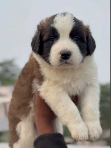 Saint Bernard For Sale In Jaipur