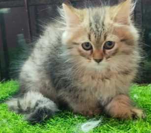 Siberian For Sale In Bangalore