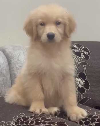 Golden Retriever For Sale In Jaipur