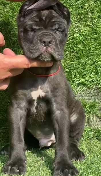 Cane Corso For Sale In Delhi