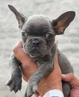 French Bulldog For Sale In Mohali