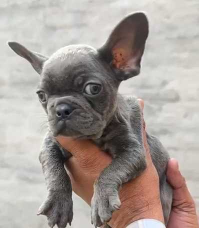 French Bulldog For Sale In Mohali