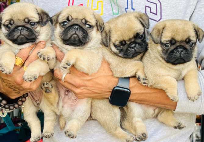Pug For Sale In Jaipur