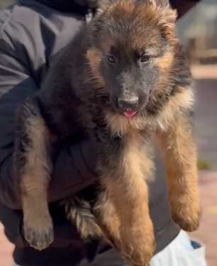German Shepherd For Sale In Pune
