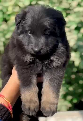 German Shepherd For Sale In Jaipur