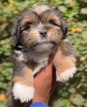 Lhasa Apso For Sale In Pune