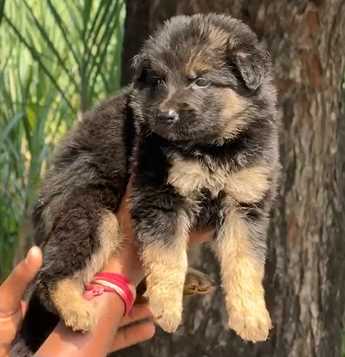 Golden Shepherd For Sale In Pune